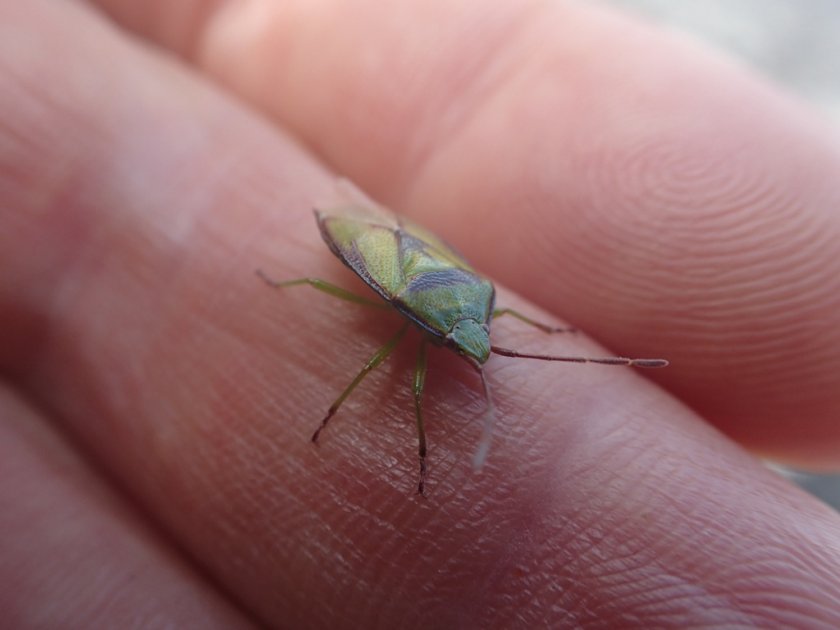 a bug in the hand simon kendrick